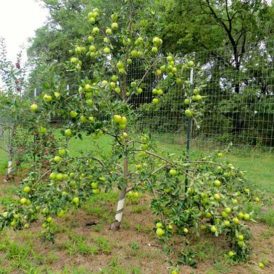 Choosing an Apple Tree Image